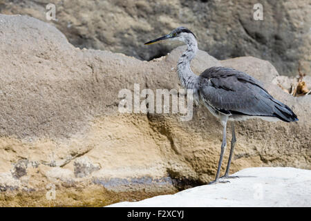 Heron jeune debout sur un rock formation Banque D'Images