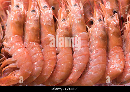 Dendrobranchiata Langoustines sur la glace sur une échoppe de marché Banque D'Images