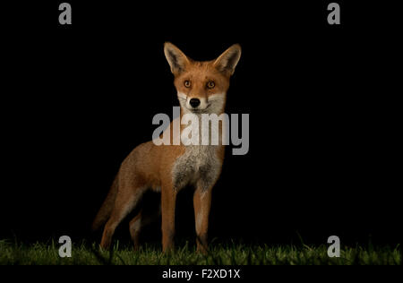 Red Fox coup bas profil Banque D'Images