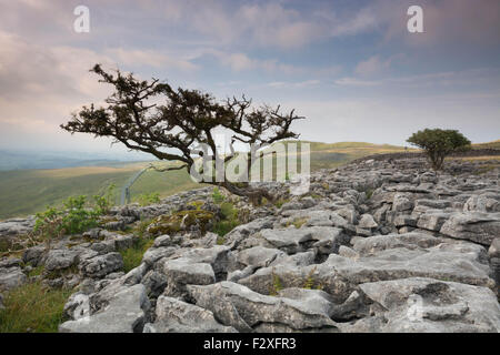 Arbre penchée sur pavages calcaires dans Kingsdale dans le Yorkshire Dales Banque D'Images