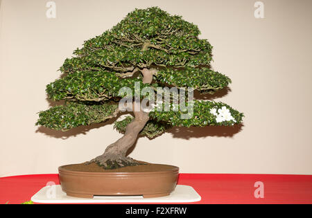 Rhododendron indicum 'Kato' Bonsai Banque D'Images