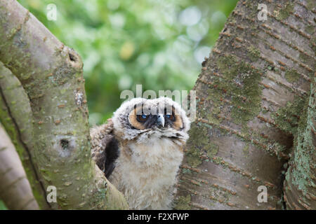 Young Asian Brown Wood owl Banque D'Images