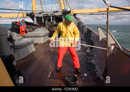 Bateau de pêche hollandais de pêche sur la mer du Nord de la sole et de la plie Banque D'Images