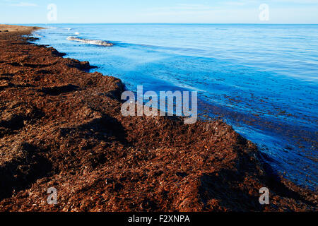 Plage de posidonies Méditerranée alicante Denia Espagne Banque D'Images