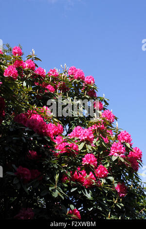 RHODODENDRON ARBOREUM. Banque D'Images