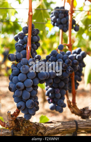 Grappes de raisins sur la vigne, prêt à être moissonné Banque D'Images