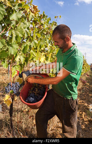 Cueillette manuelle de raisins mûrs. Un homme impliqué dans le système de collecte, les grappes à l'intérieur du panier. Banque D'Images