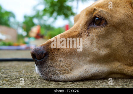 Labrador Retriever jaune est posé dans l'air extérieur - selective focus Banque D'Images