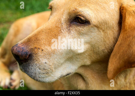 Labrador Retriever jaune est posé dans l'air extérieur - selective focus Banque D'Images