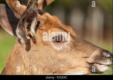 Closeup portrait of a profile le cerf de Virginie Banque D'Images