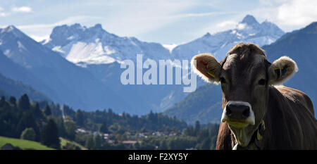 Oberstdorf, Allemagne. 25 Septembre, 2015. Une vache au soleil d'automne sur la photo dans le contexte de l'Alpes enneigées à Oberstdorf, Allemagne, 25 septembre 2015. PHOTO : STEFAN UDRY/DPA/Alamy Live News Banque D'Images