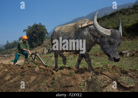 Labourer les champs à Sapa, Vietnam du Nord Banque D'Images