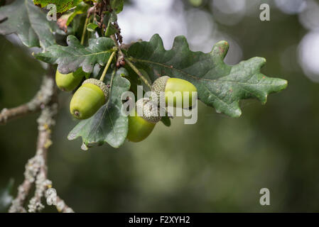 L'anglais ou le chêne pédonculé (Quercus robur). Les feuilles et les glands, début de l'automne, Banque D'Images