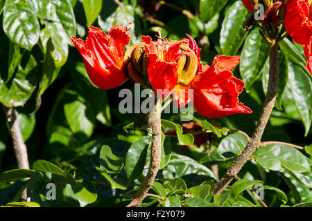 African Tulip Tree (Spathodea campanulata) japonais en fleurs avec White-eye (Zosterops japonicus) sous alimentation à Haiku, Maui Banque D'Images