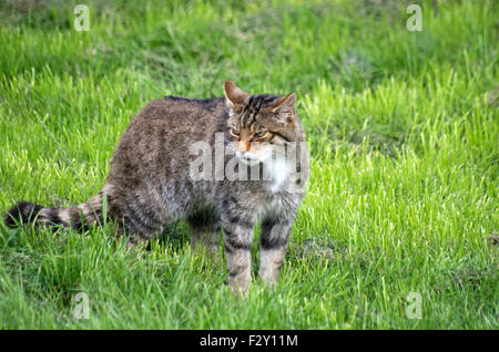 Chat sauvage écossais, Felix Sylvestris Banque D'Images