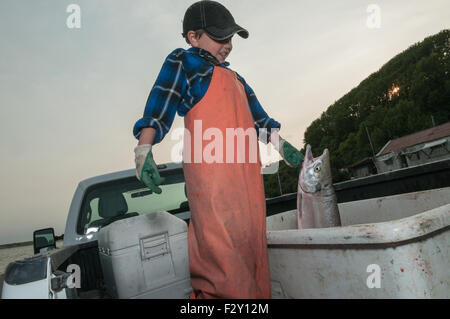 Jeune pêcheur de saumon rouge est capturé au moyen de subsistance pour la famille licence filet maillant à partir de la rive. Naknek, Bristol Bay, hélas Banque D'Images