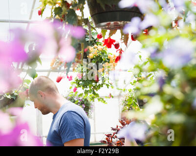 L'homme à la recherche de fleurs et de paniers suspendus dans un centre jardin ou serre commerciale. Banque D'Images