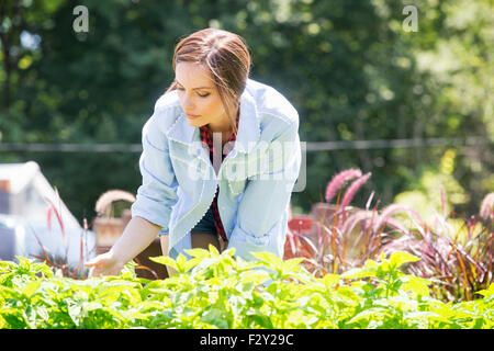 Une jeune femme debout dans un jardin ou une pépinière commerciale, tendant les jeunes plantes vivaces. Banque D'Images