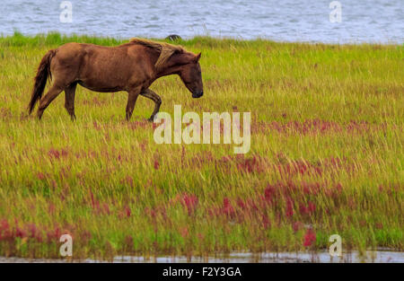 De poneys sauvages Assateague Island Banque D'Images