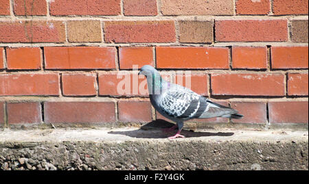 Pigeon Sauvage marche à côté de mur de briques. Banque D'Images