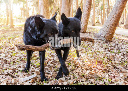 Deux chiens noirs avec un bâton dans les bois Banque D'Images