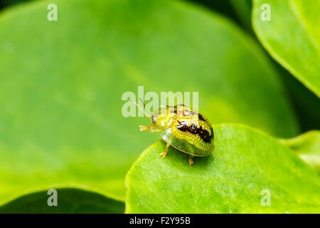 Coccinelle sur la feuille Banque D'Images