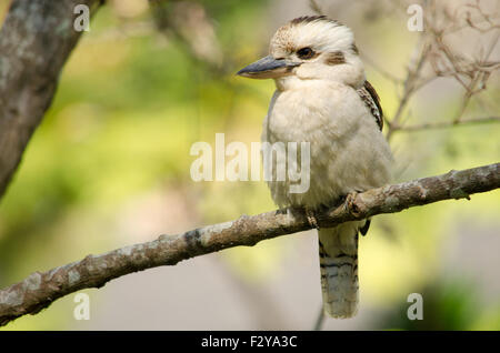 Un blanc moelleux (Dacelo Australie Kookaburra riant novaeguineae) assis sur une branche Banque D'Images