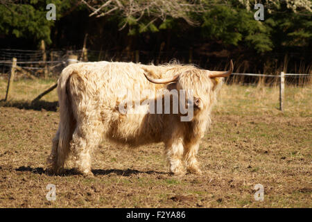 Blonde gingembre Highland vache dans un champ avec des cornes looking at camera Banque D'Images