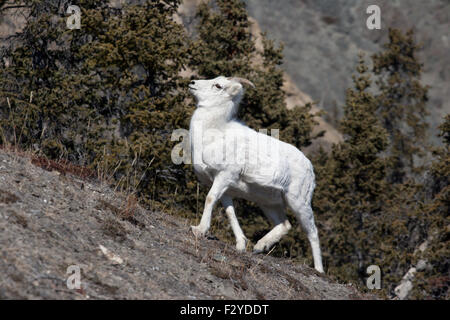 Dall Les chèvres de montagne wild Canada Yukon Banque D'Images