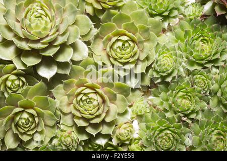 Les plantes succulentes miniatures close up - cactus macro Banque D'Images