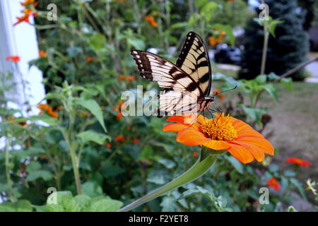 Aile cassée Tiger Swallowtail butterfly sur tournesol mexicain Banque D'Images