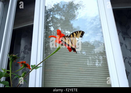 Aile cassée Tiger Swallowtail butterfly sur tournesol mexicain Banque D'Images