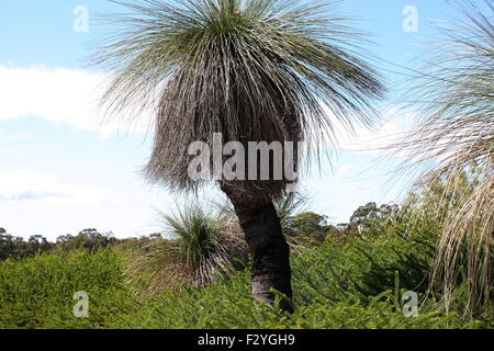 Xanthorrhoea ou également connu sous le nom de Grass Tree Banque D'Images