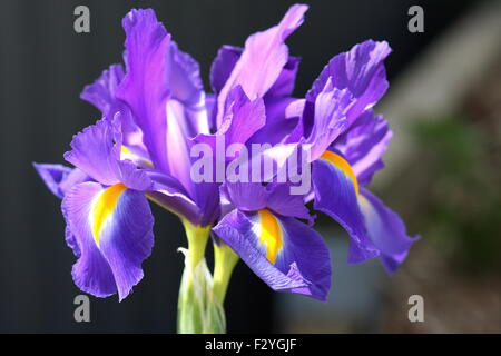 Close up of Iris x hollandica ou également connu sous le nom de Dutch Iris Blue Magic fleur en pleine floraison Banque D'Images