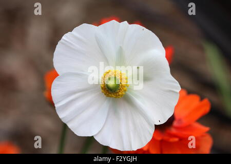 Ranunculus blanc se concentrant sur le centre de la fleur Banque D'Images