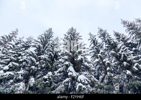 Paysage d'hiver à proximité du centre de ski de Vogel montagne Alpes Juliennes, en Slovénie Banque D'Images