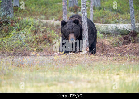 Ours brun eurasien Ursus arctos arctos émerge de la forêt sauvage de la Finlande, près de la frontière russe.