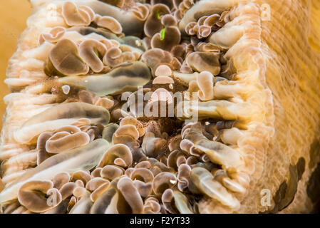 Crevettes de la coquille des œufs sur un corail. Nom scientifique est Hamopontonia corallicola. Dans Kashiwajima, Kochi, Japon. Banque D'Images