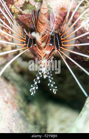 Le poisson-papillon ou broadbarred firefish, Pterois antennata nom scientifique est. à Kashiwajima, Kochi, Japon. Shikoku. Banque D'Images