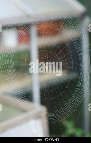 Araneus diadematus. Orb weaver spider commun La construction d'un site web en face d'une serre. Banque D'Images