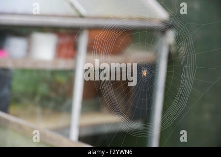 Araneus diadematus. Orb weaver spider commun La construction d'un site web en face d'une serre. Banque D'Images