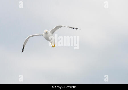 Mouette en vol européen sur fond bleu Banque D'Images