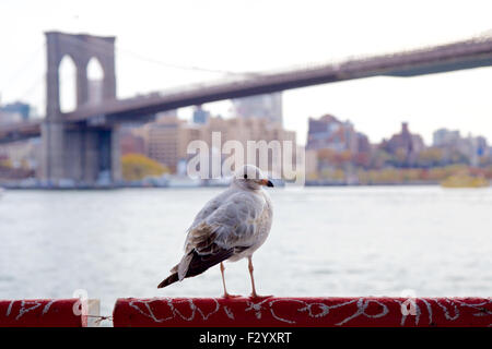 Seagull assis sur une balustrade devant le pont de Brooklyn à New York, NY, USA. Banque D'Images