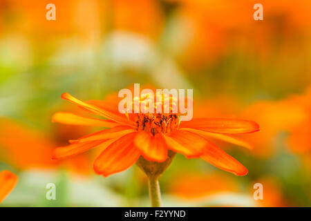 Zinnia fleur dans le jardin Banque D'Images