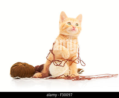 Mignon petit chaton rouge jouant avec des boules de fil et à la caméra à droite, isolé sur fond blanc Banque D'Images