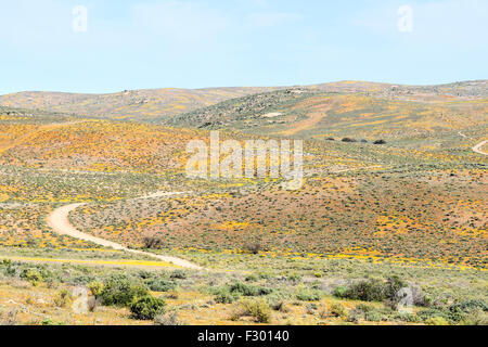 Fleurs jaune et orange entourent le toit du sentier entre Skilpad Namaqualand dans le Parc National Namaqua et Soebatsfontein Banque D'Images