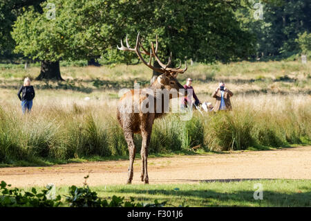 Virginie à Richmond Park, Londres Angleterre Royaume-Uni UK Banque D'Images