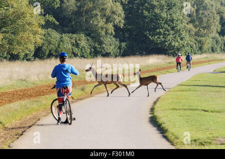 Piste cyclable à Richmond Park, Londres Angleterre Royaume-Uni UK Banque D'Images