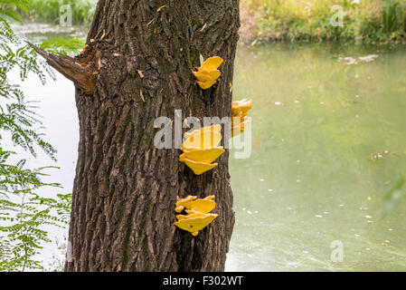 Champignons : sulphureus, alias le poulet des bois poussant sur un tronc d'arbre près du Dniepr à Kiev, Ukraine Banque D'Images