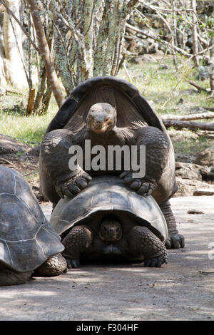 Le comportement d'accouplement avec des tortues géantes, des montagnes de l'Île Floreana, Galapagos Islands Banque D'Images